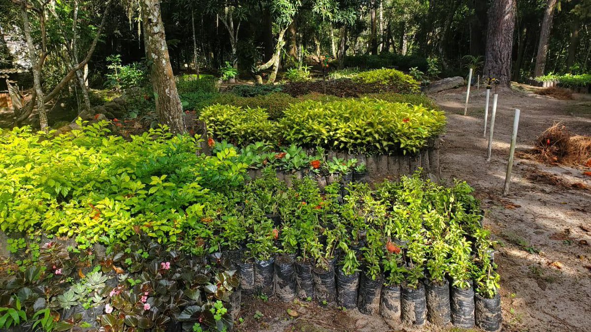 Este año los viveros municipales han producido más de 120,000 plantitas, las cuales ya están listas para reforestar y oxígenar a la capital 🌱🌳