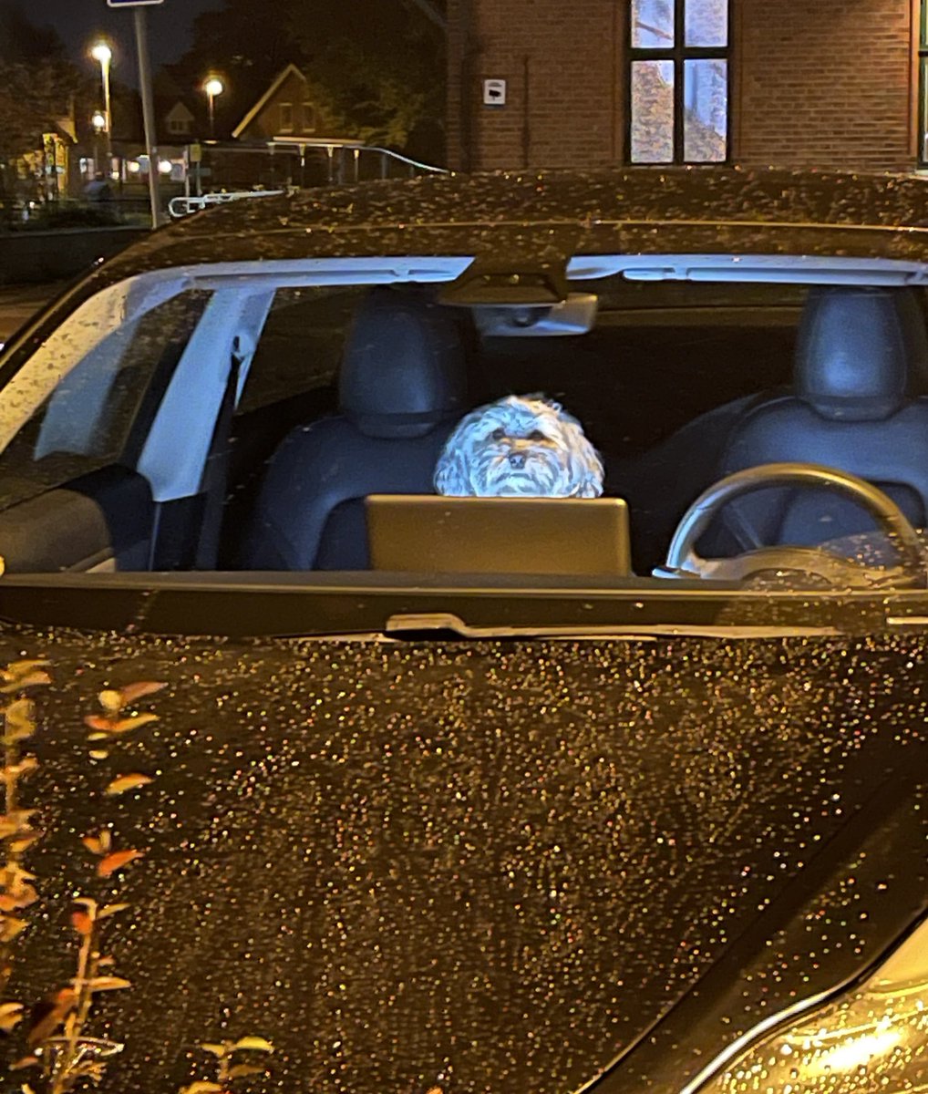 kiwithedoge's tweet photo. And there sits Kiwi, comfortably watching a movie in her Tesla🐾
@Tesla @teslaeurope
#Lifegoals #TeslaLife #TeslaInspiration
#GigaMindset
#SustainableDreams
#ElonMuskMagic
#CybertruckChronicles
#TeslaAutonomy
#TeslaTech #InnovationStation @elonmusk https://t.co/5guCO3k8W0