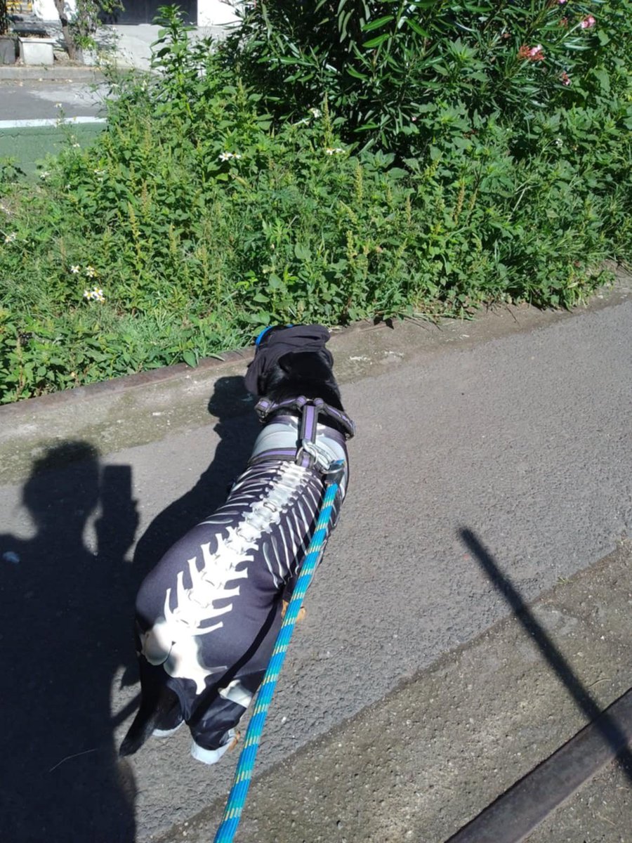 Escar_RV's tweet photo. 🚨🐶Baldo está en busca de una nueva familia donde le den cariño, amor, cuidado y mucho pollito🐶🚨
¿Se acuerdan de este caso? 
Pues Baldo estuvo encerrado ahí mucho tiempo, fue estabilizado por una rescatista pero ahora necesita ayuda para hallar un nuevo hogar. 
🚨RT PLS 🙏🏼 https://t.co/eduorQjMWI
