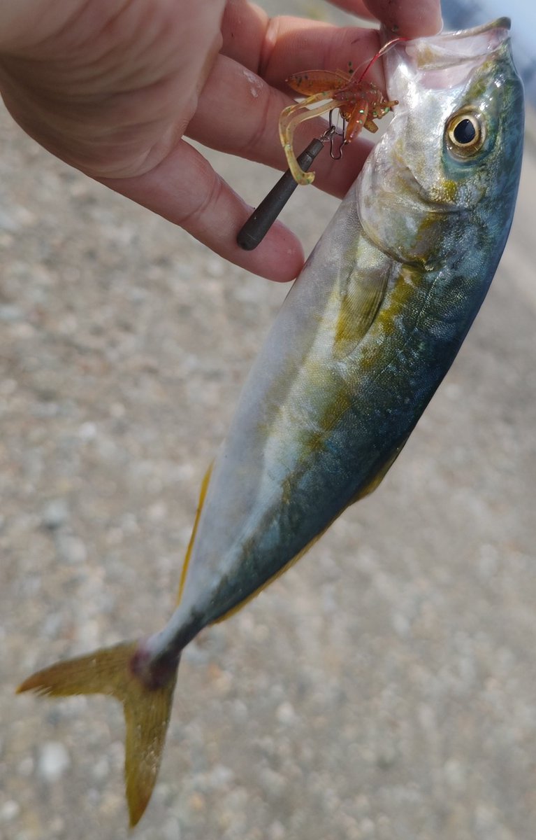 ozaki_garyu's tweet photo. in佐渡 ワカシ!
根魚狙ってたら回収でヒット!
ショゴは足元障害物にまかれフックオフ…
メタルジグ、シャッドの巻きでバイトのみ
ホッグ系に高反応↑
#PR #136glass #136偏光サングラス #シューユウ #眼鏡の聖地鯖江 #FIDELITY #PLIABLE68UL #ワカシ #バークレイ #インチホッグ #新潟県 #佐渡島 https://t.co/Pwz6akKANM