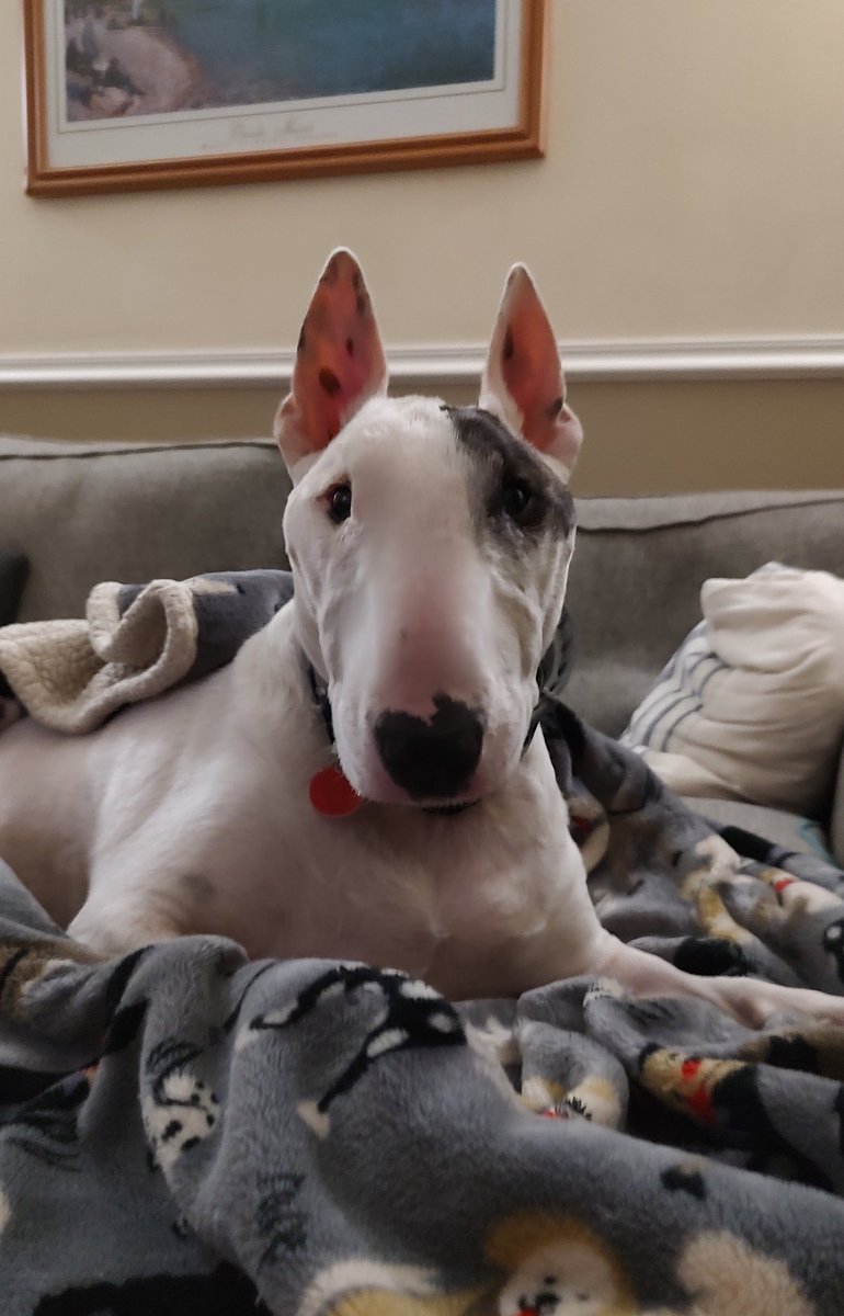 I don't know who needs to hear this, but if you're in the path of #HurricanMilton , do NOT TIE YOUR DOGS OR CATS UP OR LEAVE THEM IN A CRATE.  THEY WILL DIE. THEY ARE FAMILY, KEEP THEM SAFE
#florida #Hurricane #Petsarefamily