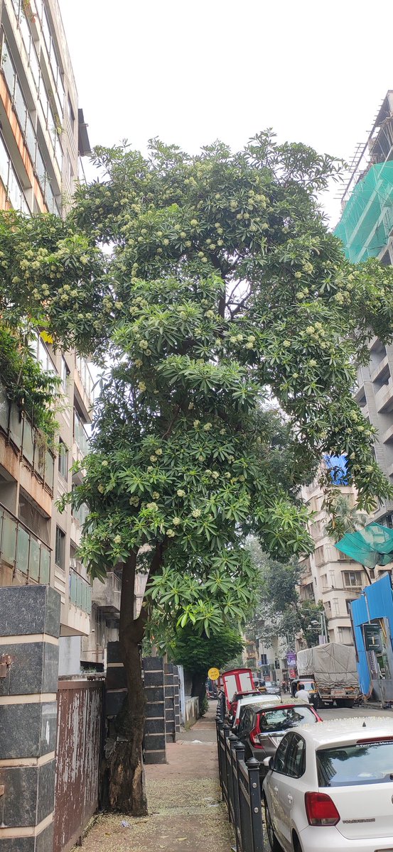 3d_india's tweet photo. The Winter Fragrance
Echted in memory deep
Takes you back to Delhi winter streets.
Saptaparni blooming at Vile Parle West, Mumbai.
#50treesofvileparlewest, #fiftytrees #saptaparni @seasonwatch_in https://t.co/Du9R3IhuSI