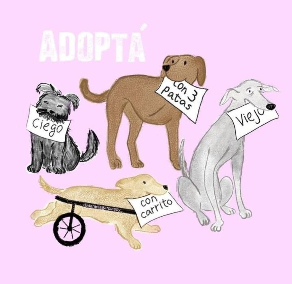 #Adopta al que nadie adopta!
 
#criollos