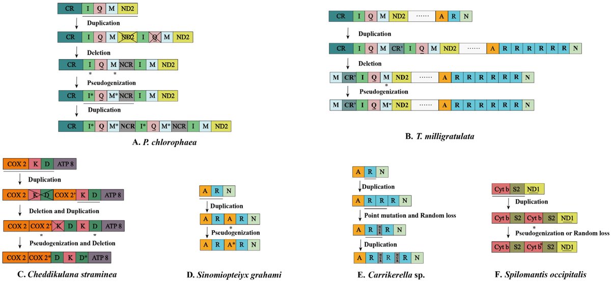Insects_MDPI's tweet image. Novel Mitochondrial Gene Rearrangement and Intergenic Regions Exist in the Mitochondrial Genomes from Four Newly Established Families of Praying Mantises (Insecta: Mantodea)
👉Access the paper: mdpi.com/2075-4450/13/7…
#mdpiinsects #Mantodea
