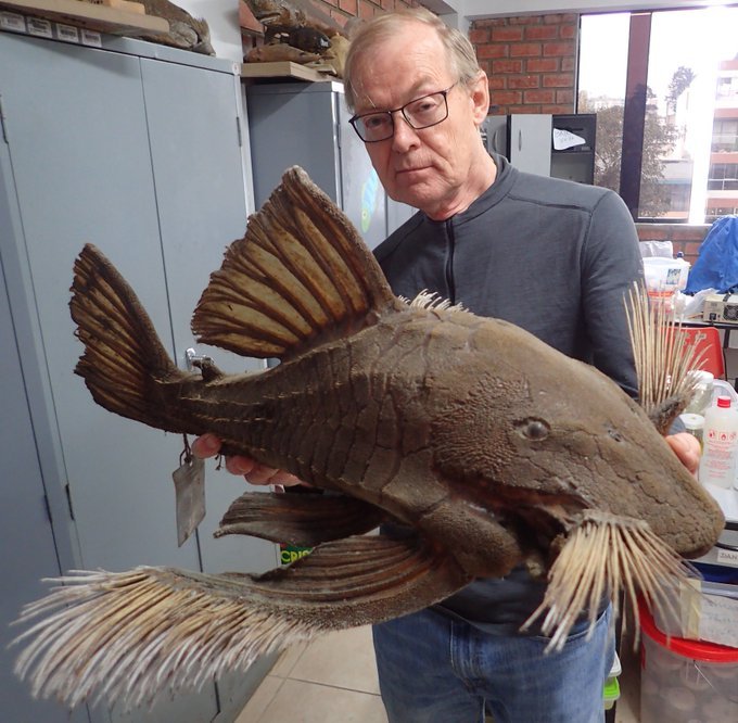 JamesAl0410008's tweet photo. Panaque schaeferi is the largest of the armoured catfishes (Loricariidae), a wood eating species from large muddy rivers in the Western Amazon. The long bristles on the face and fins are modified teeth called odontodes. Photo by Nathan Lujan. https://t.co/9buBWG2hXF