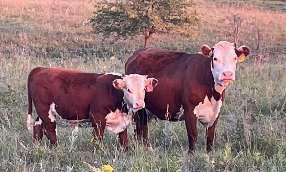 MoYield's tweet image. This brood cow flat putting it on her son. Line one Herefords just continually get it done. #BEEF #Hereford