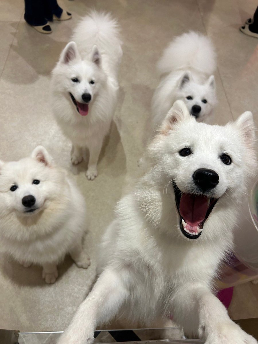 samoyedmoffu's tweet photo. おやつ待ち待機列🍪🕒

#サモエド #サモエドカフェ #Samoyed #原宿 https://t.co/ZKYSJZgQwH