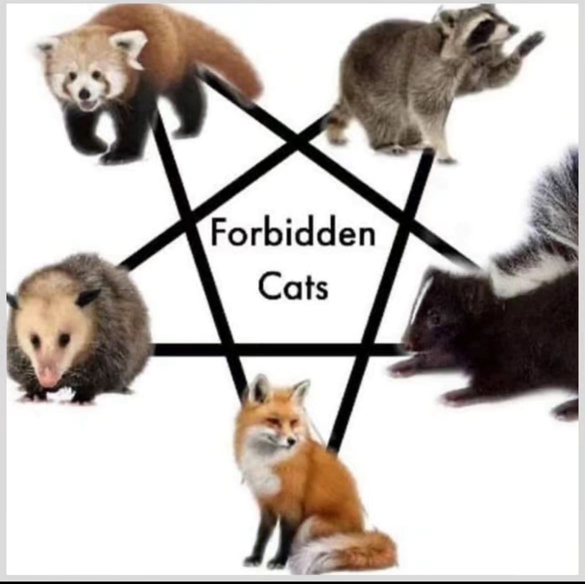 raccoonesthetic's tweet image. 