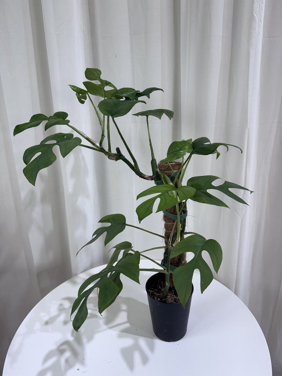 망한 수형 대회