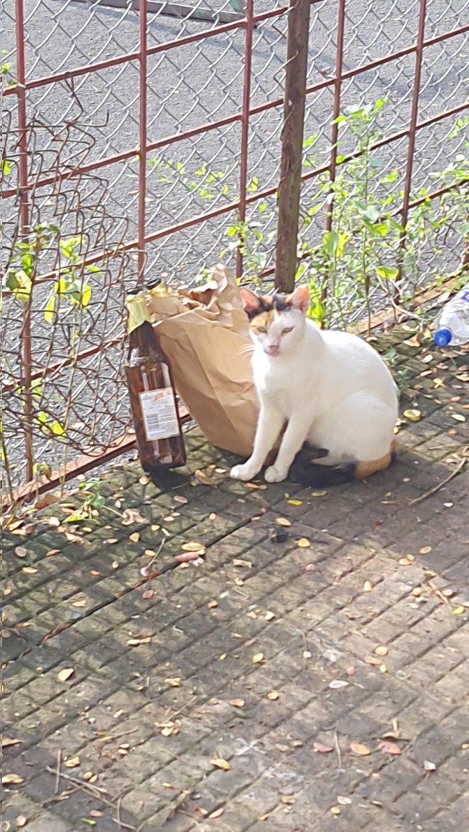 roach_a_fella's tweet photo. rt alcoholic billa or bad luck for 2 nights https://t.co/lIZXNcGZ9I