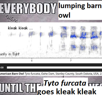 happy Barn Owl eBird split day for all who celebrate