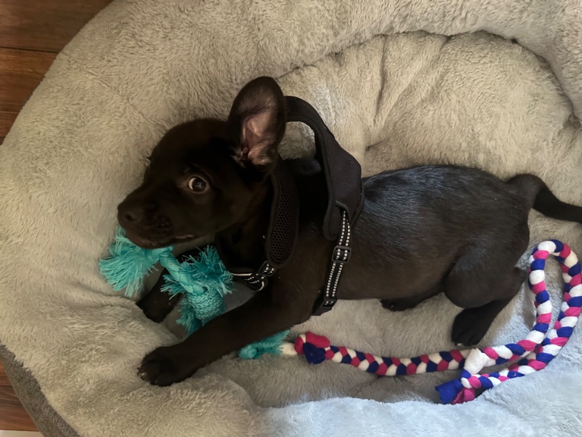 June Bash tweet media