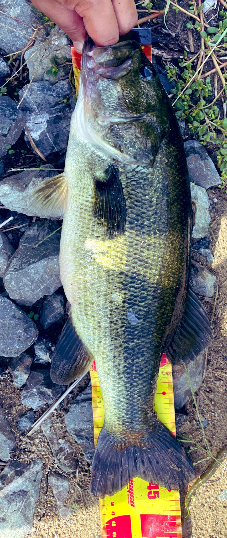 バス釣りにハマった「元」アラフォー (@21_7bassfishing) / X