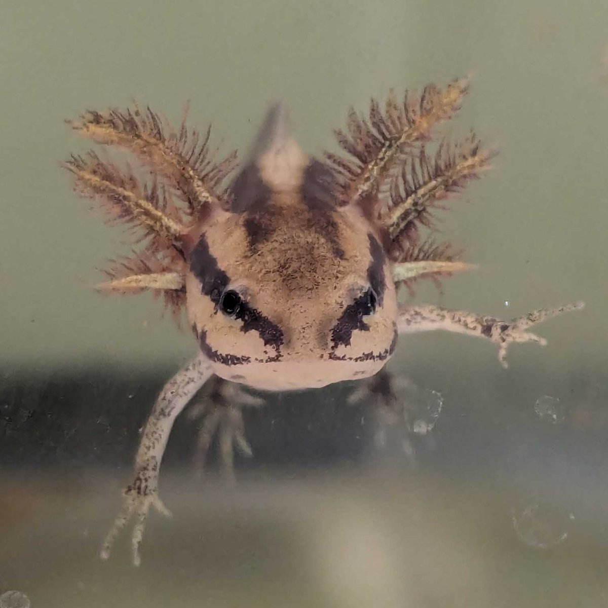 AF's next Junior Master Herper (ages 12-14) and Advanced Junior Master Herper (ages 15-17) virtual classes begin on January 4! Sign up by following the links below representing your young herper's age group! 

amphibianfoundation.org/index.php/juni…

amphibianfoundation.org/index.php/adva…