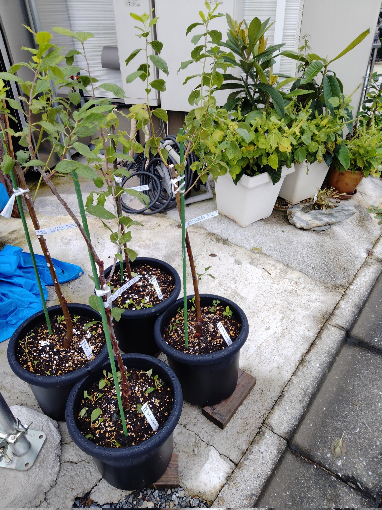 210㎝、バナナ苗＝絶対王者の糖度モンスター◆超・ドワーフナムワ・キング◆植木鉢 120cm,バナナ＝絶対王者糖度モンスター◇超・ドワーフナムワ