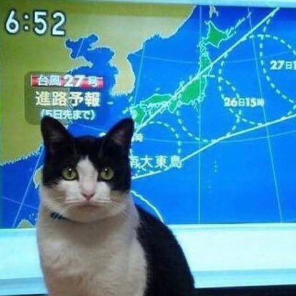 dream as cats tweet media