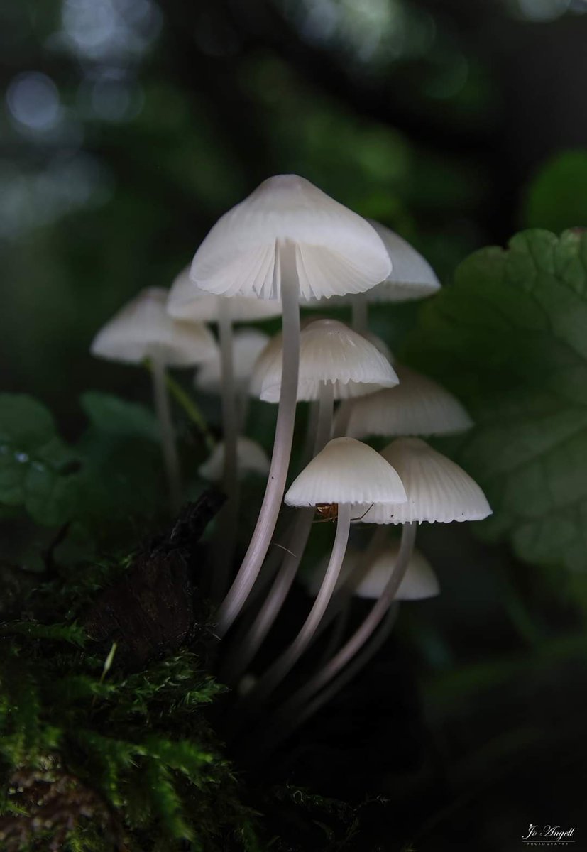 Jo Angell (@joangell5) on Twitter photo Milking Bonnet in my local woods
<a href="/CanonUKandIE/">Canon UK and Ireland</a> <a href="/SigmaImagingUK/">SIGMA UK</a> #fungi <a href="/TheParksTrust/">The Parks Trust</a> <a href="/scenesfromMK/">scenesfromMK</a> #cupoty #macro Milking Bonnet in my local woods
<a href="/CanonUKandIE/">Canon UK and Ireland</a> <a href="/SigmaImagingUK/">SIGMA UK</a> #fungi <a href="/TheParksTrust/">The Parks Trust</a> <a href="/scenesfromMK/">scenesfromMK</a> #cupoty #macro