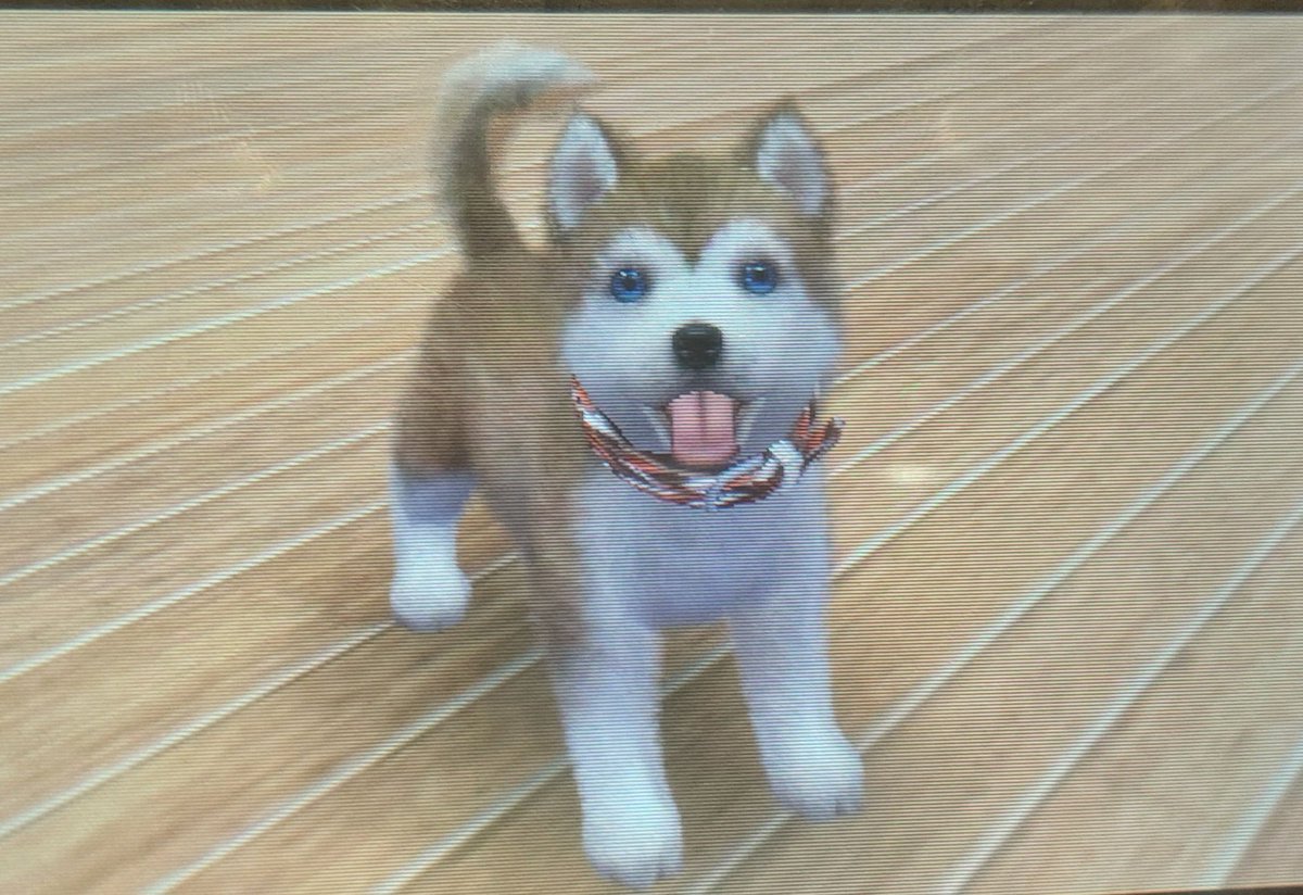 Liminal_Doctor's tweet image. Heartbreak is buying a second hand Nintendogs game and realising you have now adopted a long since abandoned (digital) dog.

#Nintendo #nintendogs #nintendocatsanddogs
#nintendodogsandcats
#childhoodgames