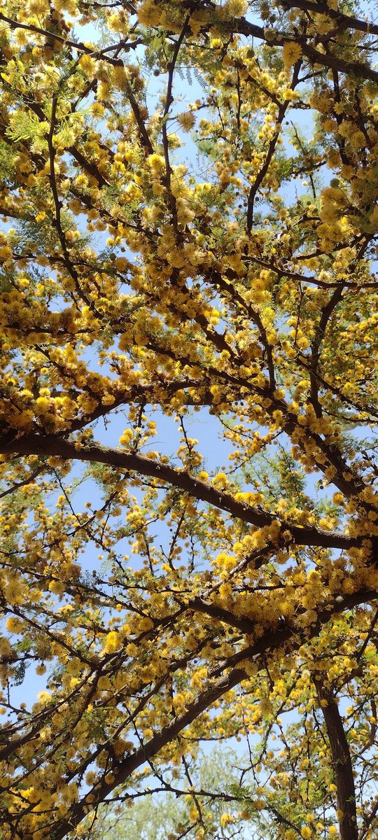 La primavera es la más bella!!!!.