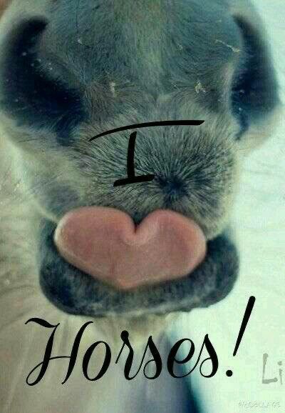 horse (@horseimage) on Twitter photo 