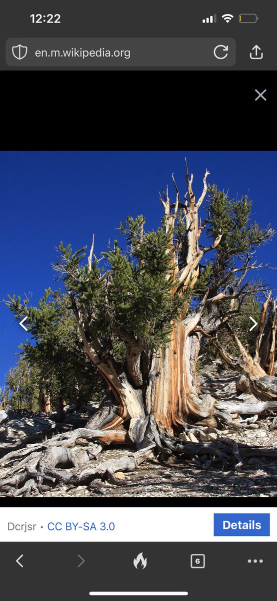 Methuselah is a 4800 year old Bristle-nose pine tree located somewhere in California (undisclosed locale) 🌲🌲🌲unbelievable that some trees can live this long 👀 🤯 #bonsai #pinetree #methuselah #inspiration