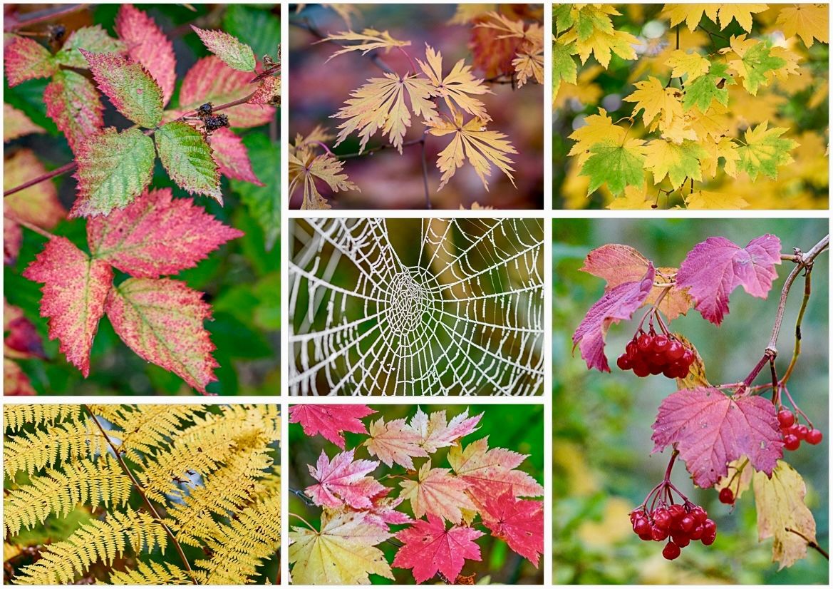 VenetiaJane's tweet photo. It is said that each autumn the gossamer elf gathers thread from cobwebs and makes the most beautiful clothes for the fairies using the colourful leaves, trimmed with berries. You won’t see her stitches though, because the gossamer is so fine, they are invisible! #FolkloreThursday