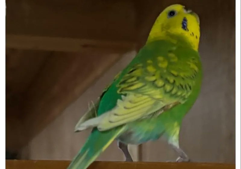 toshi5401123's tweet photo. #岡山県   #岡山市北区花尻あかね町 で #迷子セキセイインコ のピーちゃんを探しておられます。体調悪く病院へ行き玄関前でのロストだそうです。早く見つけてあげたい😭このインコちゃんを見かけられた方、保護されてる方は下記のサイト内の飼い主様までご連絡を🙇‍♀️
#迷子鳥 #迷子インコ #拡散希望 https://t.co/JPv1nCmXTO
