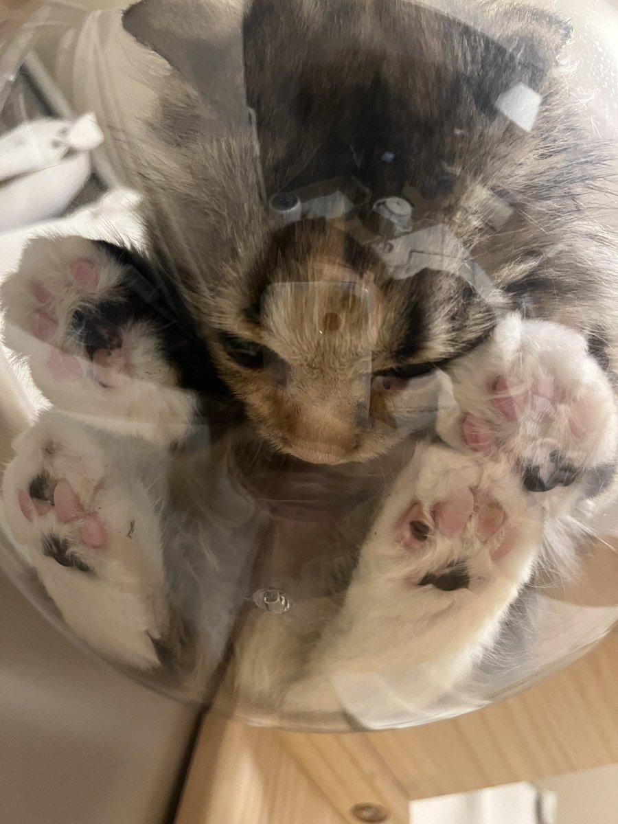 おはようございます。
今朝のベールは、食欲があまりありませんでした。
食欲以外はとても元気そうに見えました！
FIPになってからウエットフードしか食べなくなってしまったのですが、おすすめのフードあったら教えてください。

owner.readyfor.jp/projects/14863…

#猫 #FIP闘病中 #クラウドファンディング