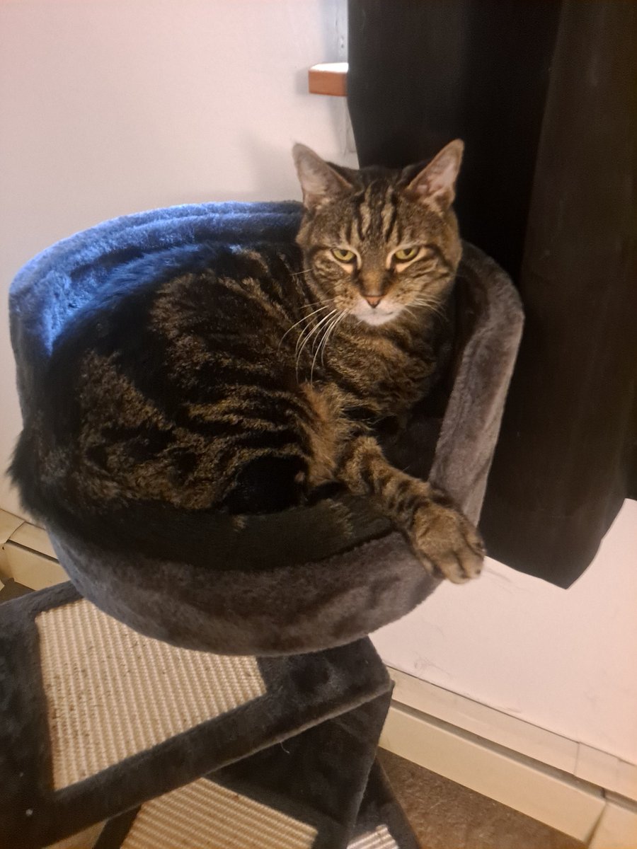 Kat092078's tweet photo. When there is a preponderance of grief that comes in tsunami sized waves. You just weather the storm and hope for survival. This sweet boy was with me 16 years. My grief is a receipt of that love. Proof it existed. I miss him so much. https://t.co/AUP8GaHBhP