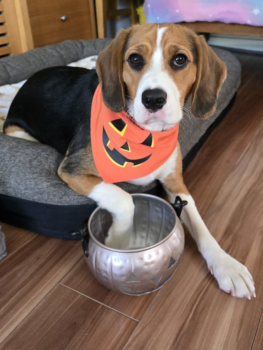 What would you do if she turned up to your house for trick or treat <a href="/sunflow15685280/">Sunflower123</a> <a href="/sueytweets/">Suey</a> <a href="/StuddertNatalie/">Nat Factor ⭐️💜</a> <a href="/liziloe7/">Liziloe</a> <a href="/ddskier/">DeeDee Walsh ⛷🎿❄️</a>