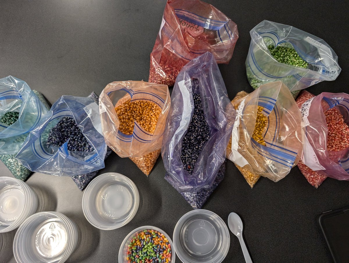 What do you think these rainbow popcorn kernels are for?! Stay tuned for tomorrow's STEAM night <a href="/KISDMcElwain/">McElwain Elementary</a> 
#mcboogie5