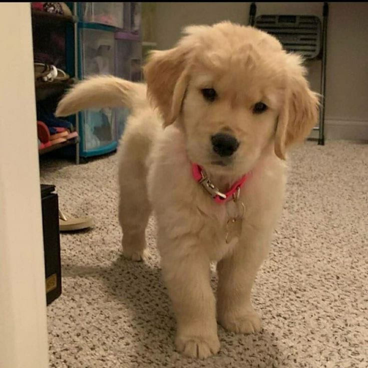 puppies video (@puppies_video) on Twitter photo 