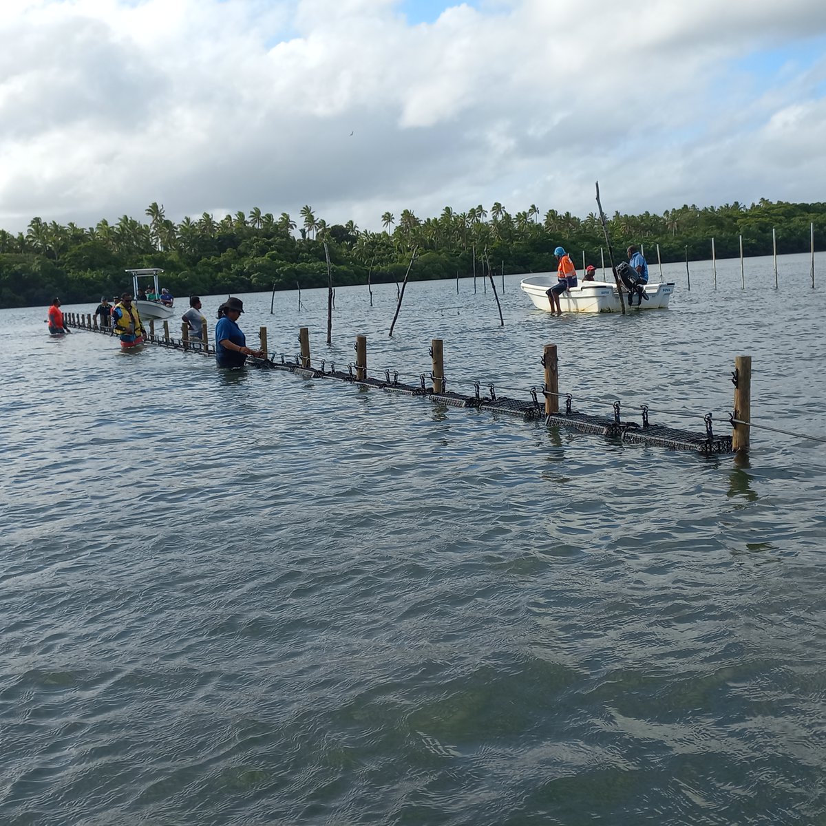 #PacificFisheries | 🌊💰 50 baskets, FD$20K oysters! A hands-on workshop in Suva, Fiji, taught sustainable #oysterfarming to locals &amp; fisheries officials. With 50% women participation, it’s all about inclusivity &amp; building better livelihoods.

🤝 <a href="/FisheriesOf/">Ministry of Fisheries, Fiji</a>, <a href="/FAOPacific/">FAO Pacific</a> &amp; SPC