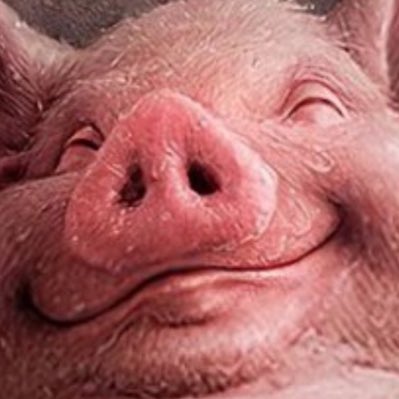 cutsnbruisesrry's tweet photo. #NewProfilePig https://t.co/TWsnpisNAe