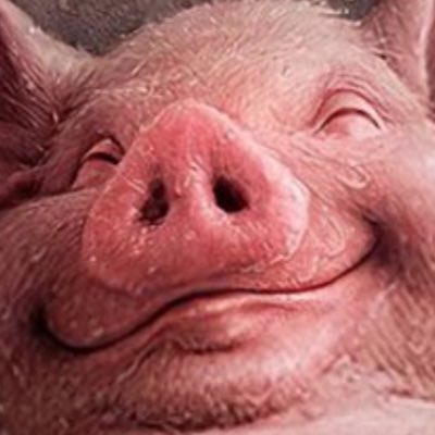 anyaxmackie's tweet photo. #NewProfilePig https://t.co/Wj3PrjF4E6