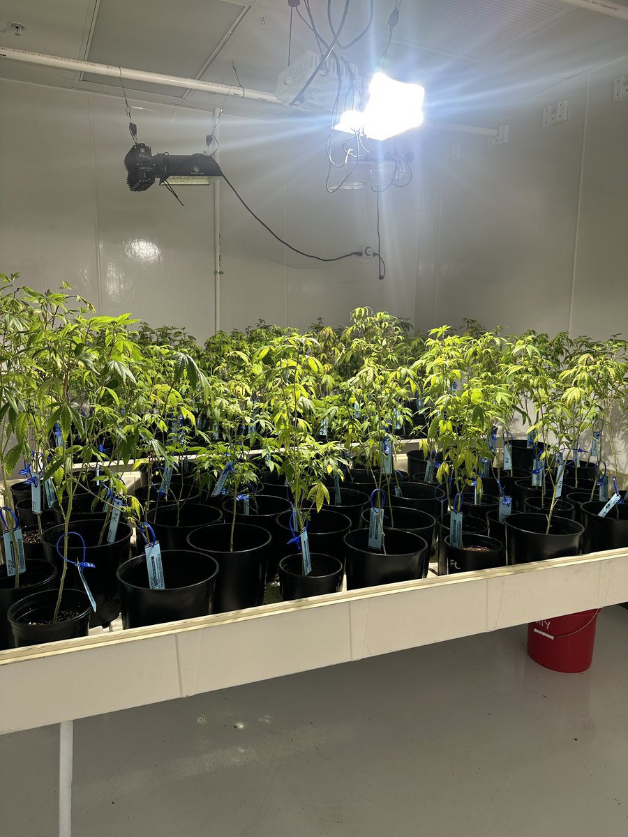 Dina Titus (@repdinatitus) on Twitter photo #TeamTitus joined <a href="/NevadaCCB/">Nevada Cannabis Compliance Board</a> and <a href="/NVCannOrg/">Nevada Cannabis Association</a> to tour two cannabis businesses #OnlyInDistrictOne. Thanks to Agua Street and Thrive for welcoming us to your facilities to discuss the challenges the legal marijuana industry continues to face. #TeamTitus joined <a href="/NevadaCCB/">Nevada Cannabis Compliance Board</a> and <a href="/NVCannOrg/">Nevada Cannabis Association</a> to tour two cannabis businesses #OnlyInDistrictOne. Thanks to Agua Street and Thrive for welcoming us to your facilities to discuss the challenges the legal marijuana industry continues to face.