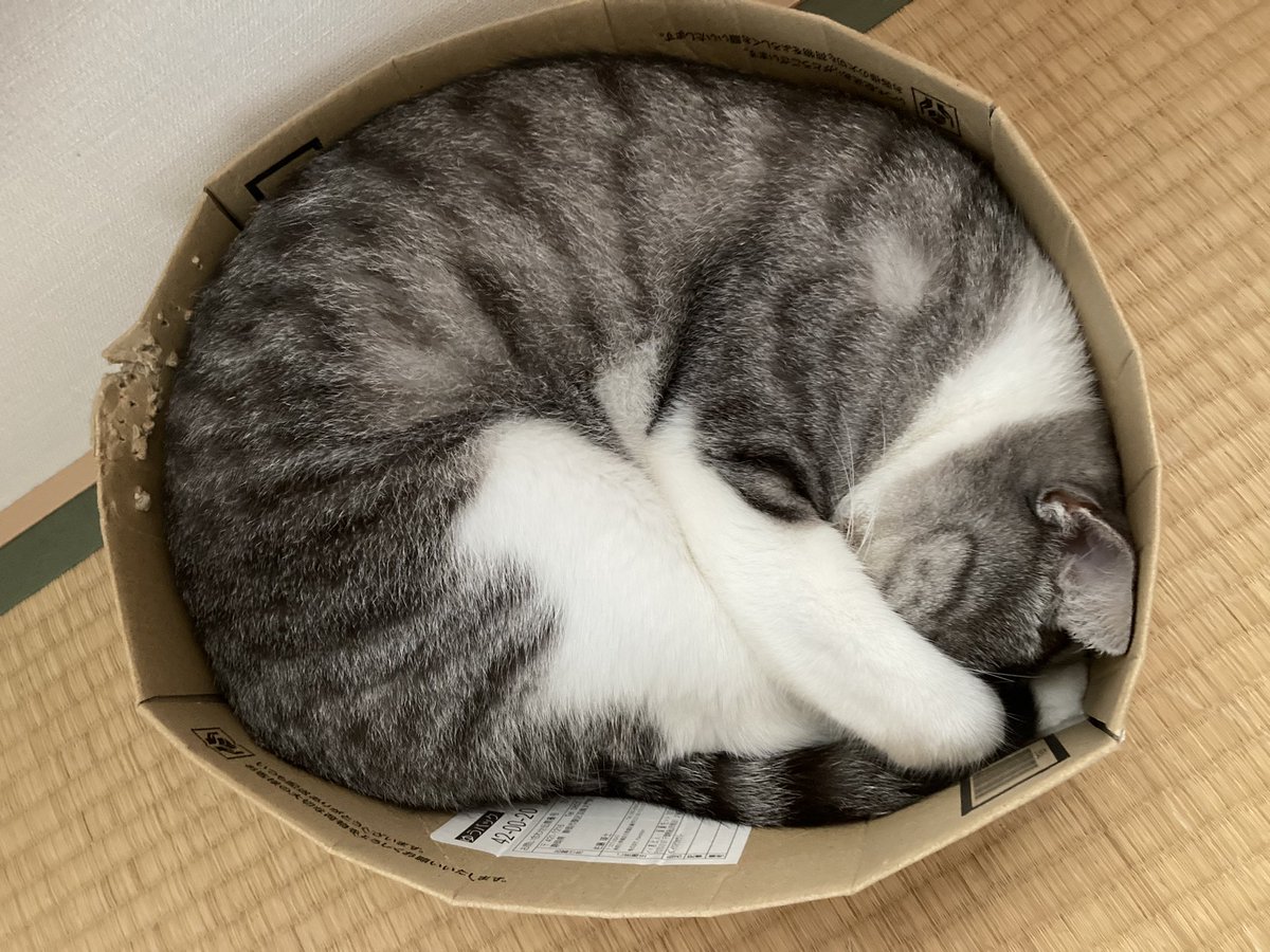 CiaoROSSO's tweet photo. 今週13日日曜日。静岡商業高校で犬猫譲渡会があります🐕🐈
人生を幸せにしてくれる運命の出逢いがあるかもしれません🥰
グッズやオヤツなども販売するので是非お越しください🤝 https://t.co/xE6saQZvZB