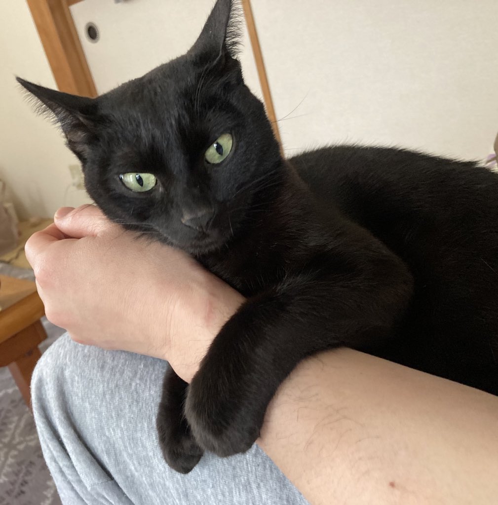CiaoROSSO's tweet photo. 今週13日日曜日。静岡商業高校で犬猫譲渡会があります🐕🐈
人生を幸せにしてくれる運命の出逢いがあるかもしれません🥰
グッズやオヤツなども販売するので是非お越しください🤝 https://t.co/xE6saQZvZB