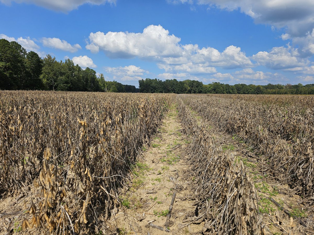 Still feeling the pain from 2023. Trying to put 2024 behind us and survive to make it to 2025. Central Alabama soybean trial in the books. Not much learned, just an old phrase reiterated. "If it don't rain, it don't matter."