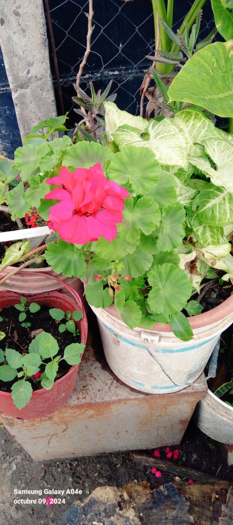 celiabatalla8@gmail.com (@celiabatalla20) on Twitter photo 