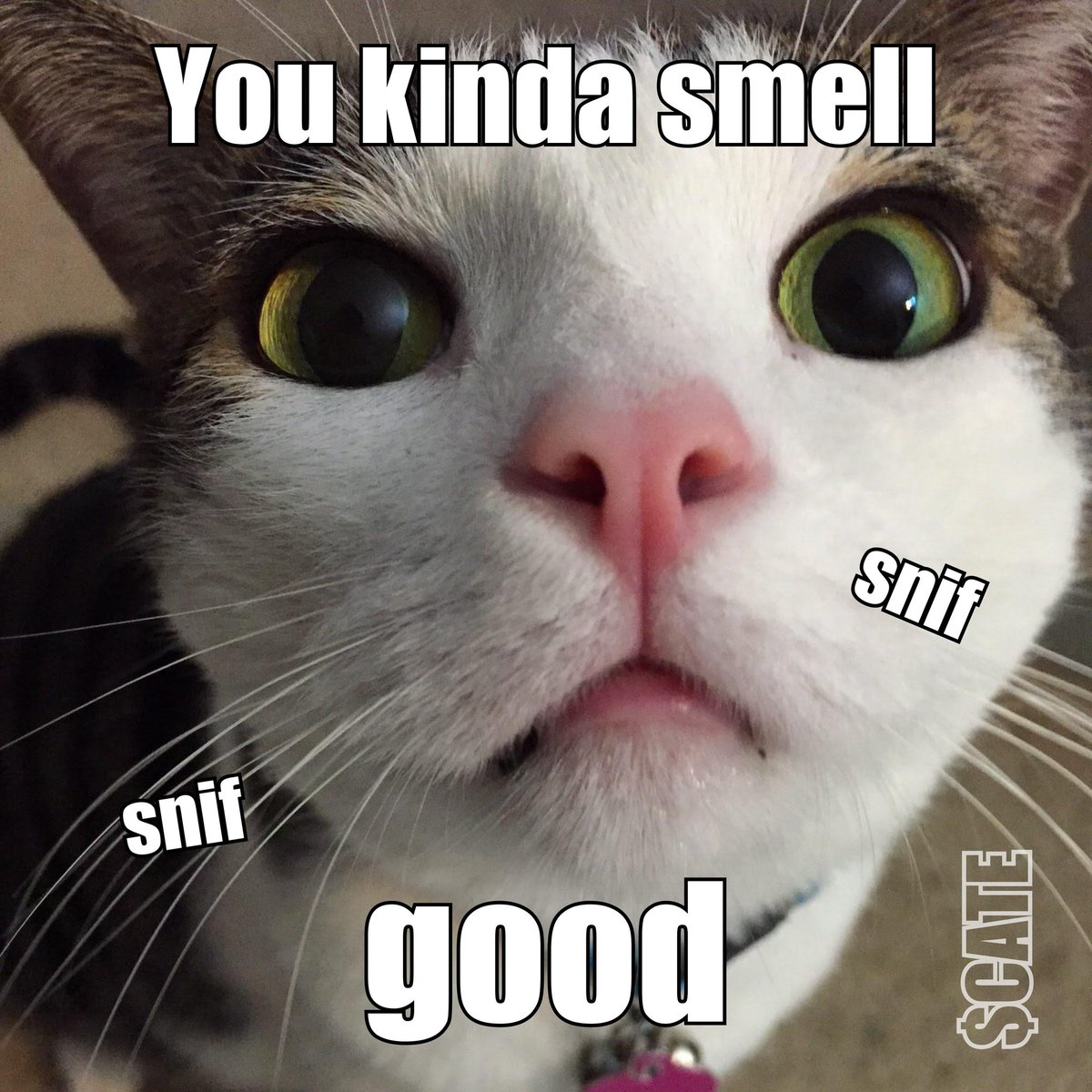 Something going on with $CATE...
Positive sentiment in the air... can you feel it?