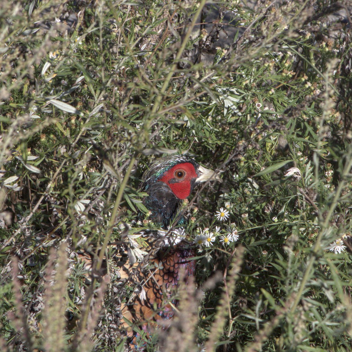 Downfeather6's tweet photo. Pheasant https://t.co/bE1G48w6S3