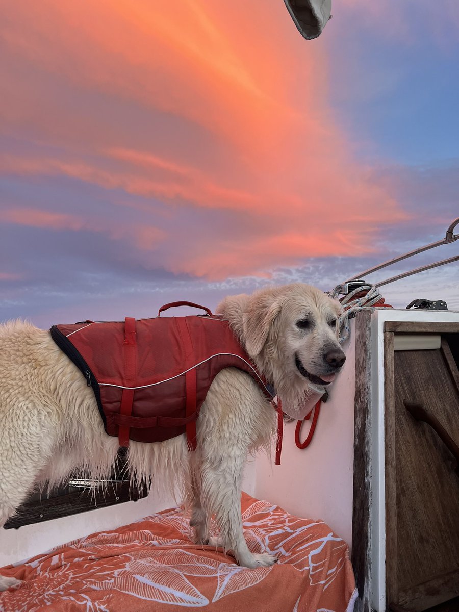 JenniferHogan1's tweet photo. @DannyDeraney Poseidon enjoying an October sunset on the water last weekend https://t.co/XoB5nsNVsx