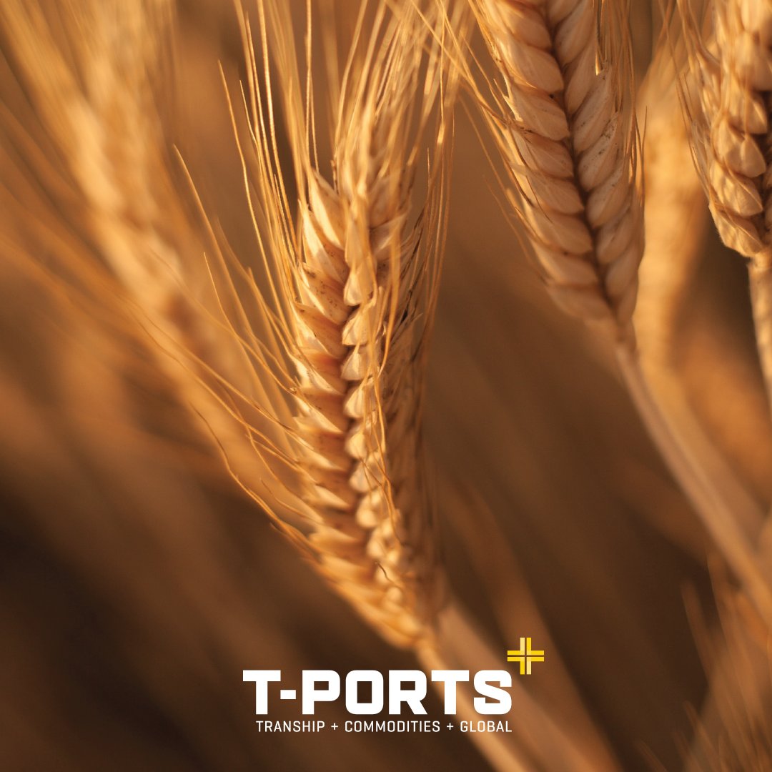 TPorts has extended its Earlybird Cashback Offer out until 31 October. To be eligible for $500 or $1000 Cashback, growers need to register with T-Ports and contract to a T-Ports buyer(s) between 1st October and 31st October 2024. 

tports.com/harvest/