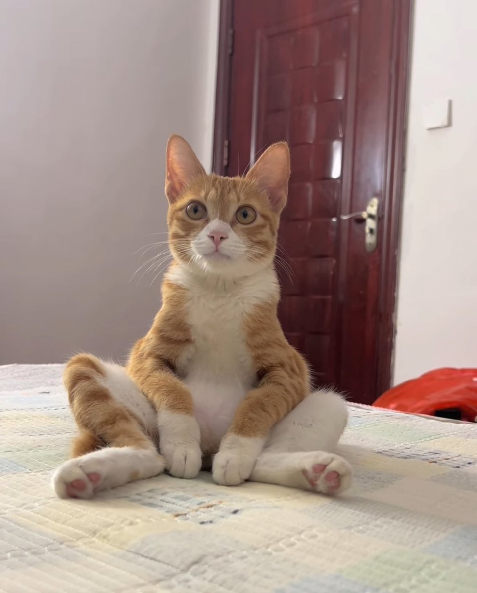 Punch Cat tweet media