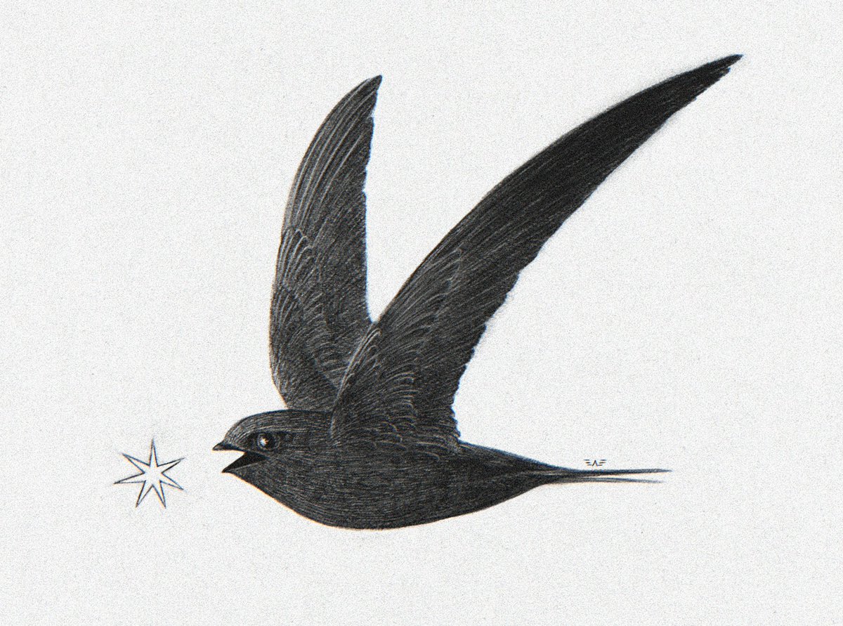 clarascintilla's tweet image. Qrt with your wing art!