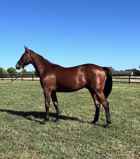 roaringgoodtime's tweet image. The Vernonshire boys are back! Go Wukong! #Hambo2026 Nunc Est Bibendum.