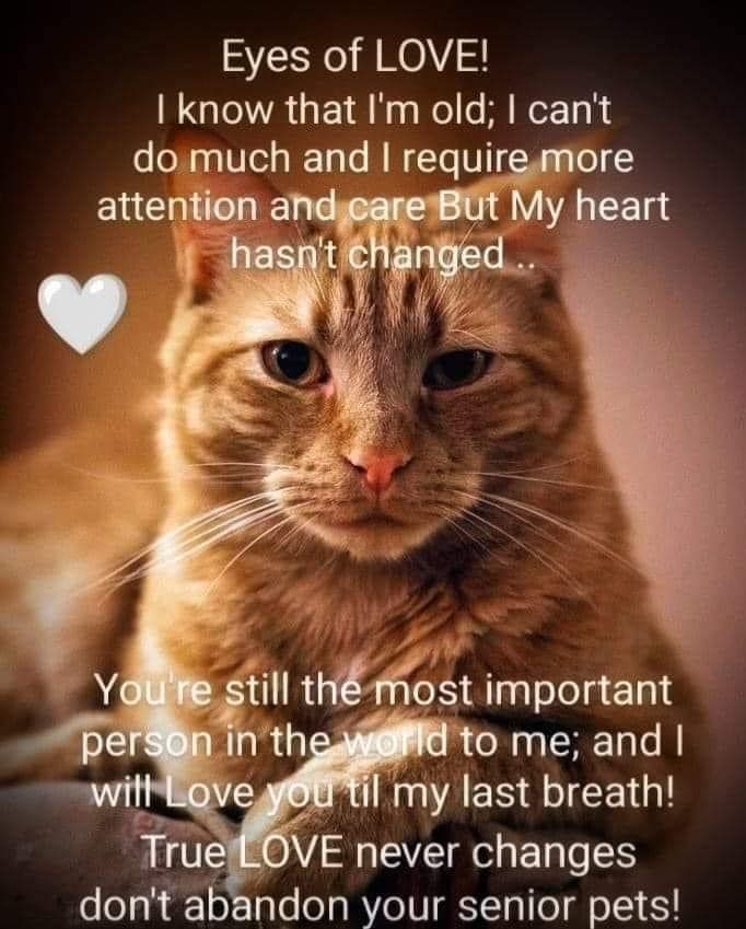 catsnkittys's tweet photo. https://t.co/98TXvwNW9o