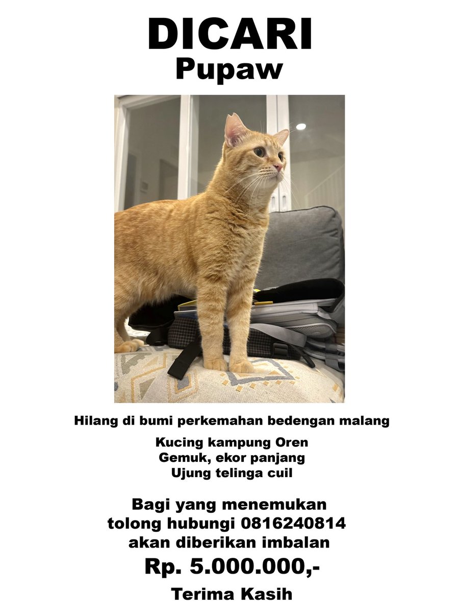 Hilang sejak 20 Agustus 2024, kalo dipanggil "Paw" biasanya nengok, ada bercak hitam di mulutnya. Bantu share ya teman2, semoga pupaw masih berjodoh dengan kami🥹, terimakasih