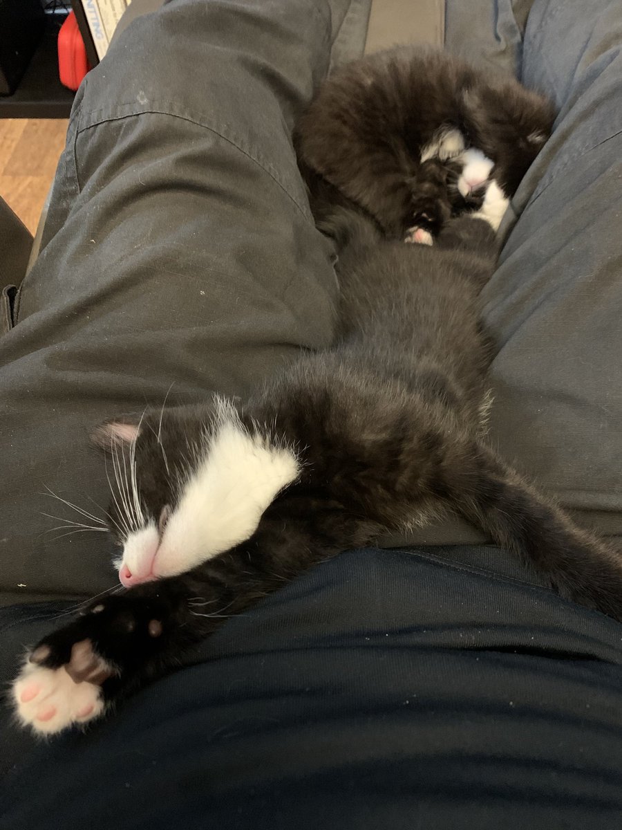 Kitten napping time.